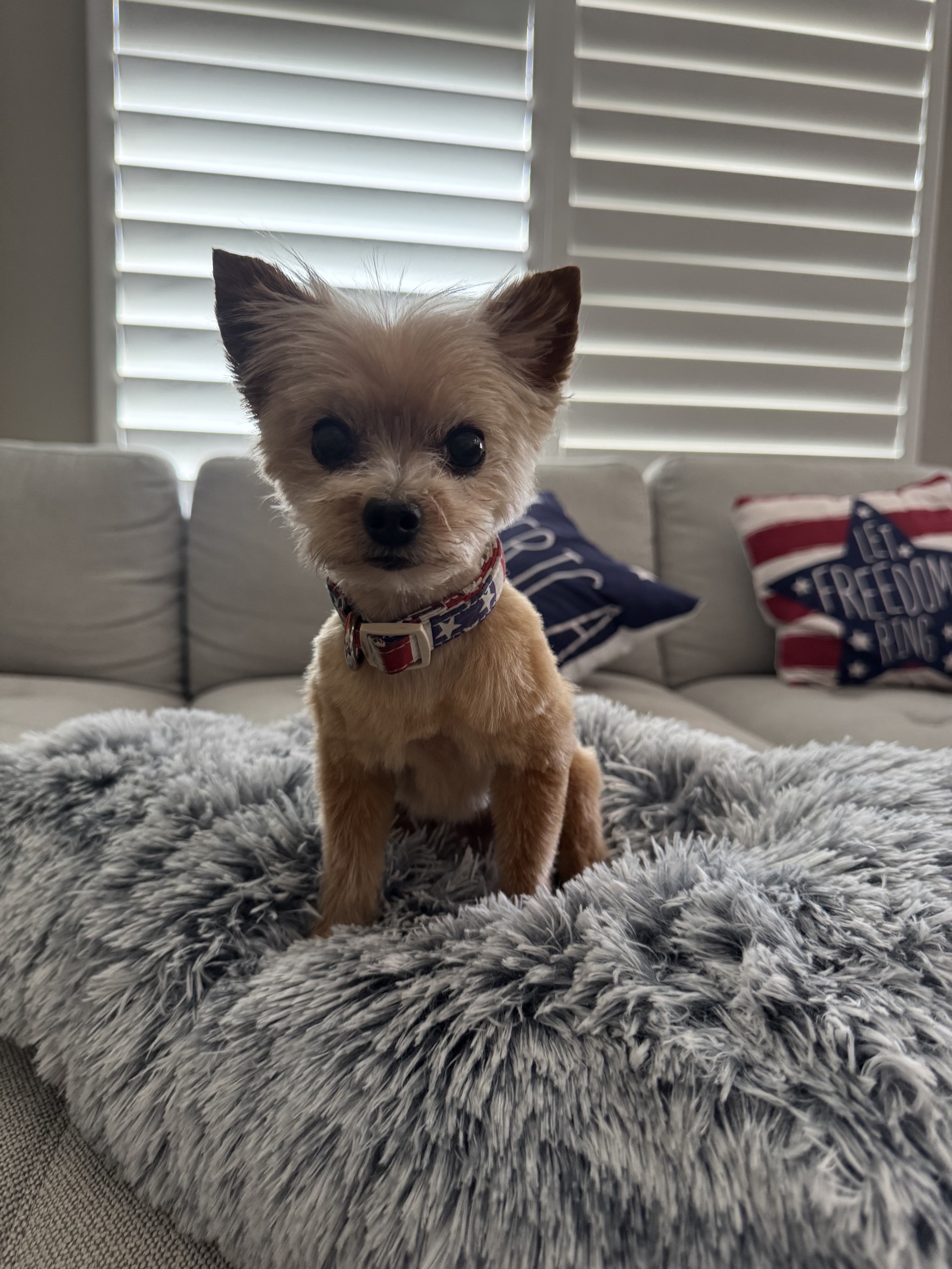 Leia after grooming — #4 body clip with teddy bear/Yorkie-style head