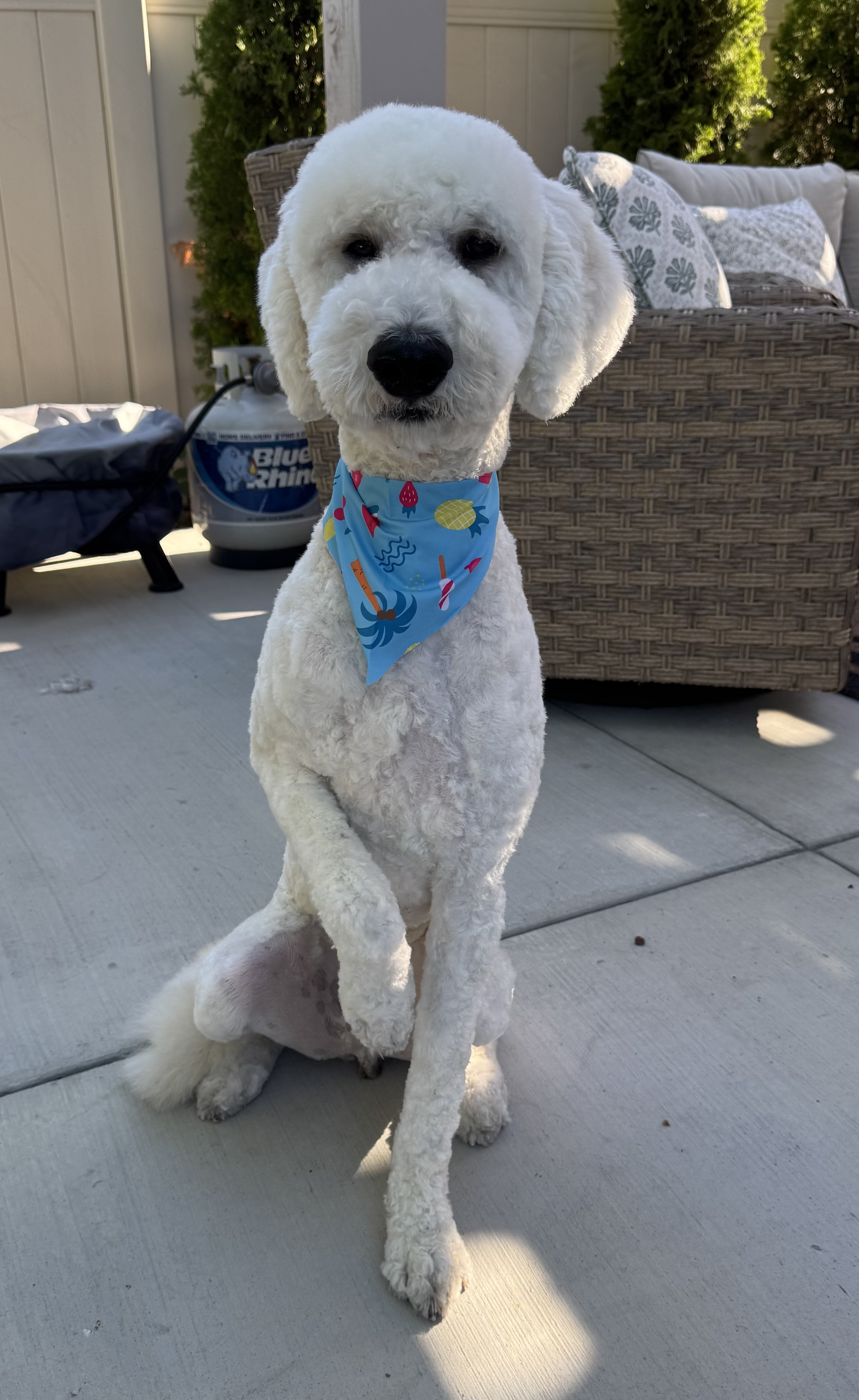 Toby after grooming — #5 body & legs with teddy bear head