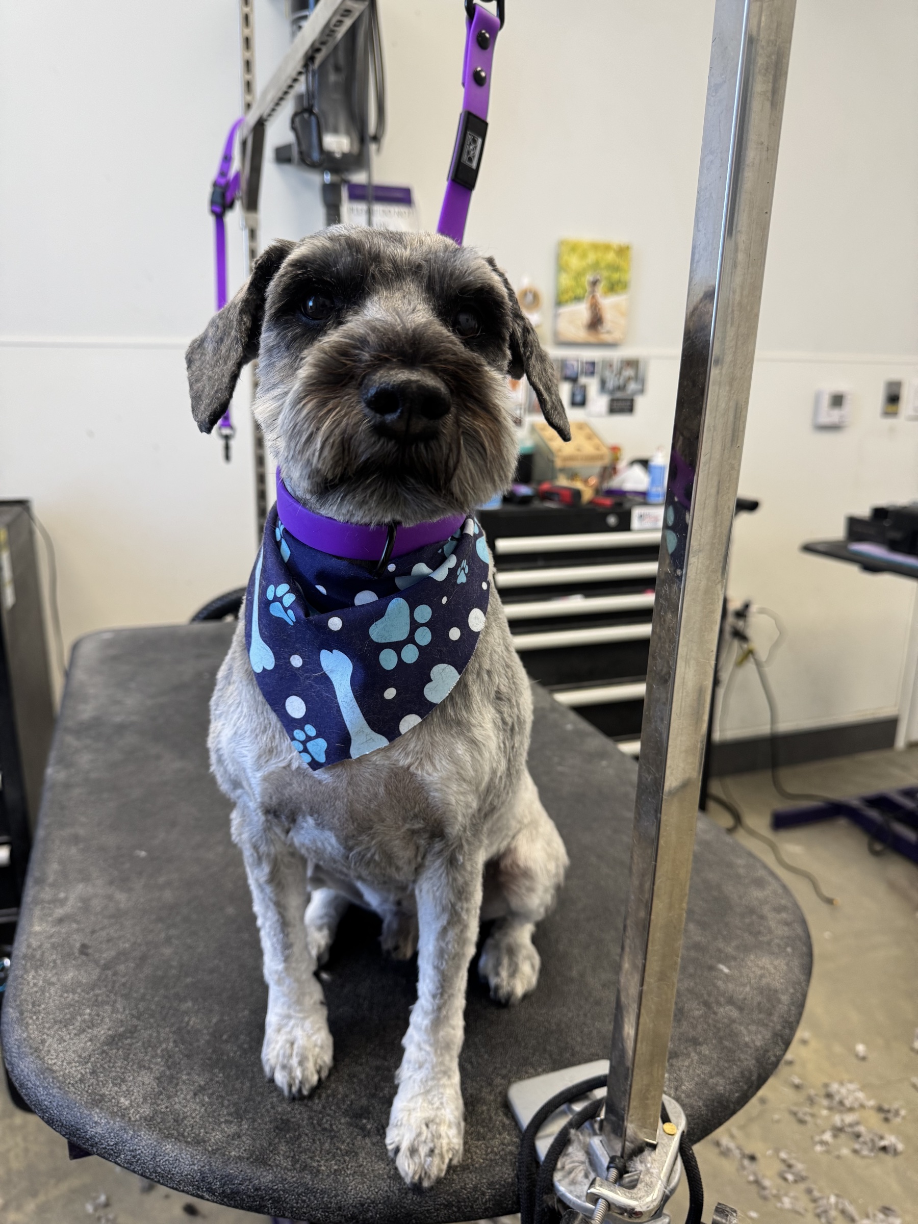 Scooter after grooming — schnauzer-style face with brows & ears, modified fox muzzle