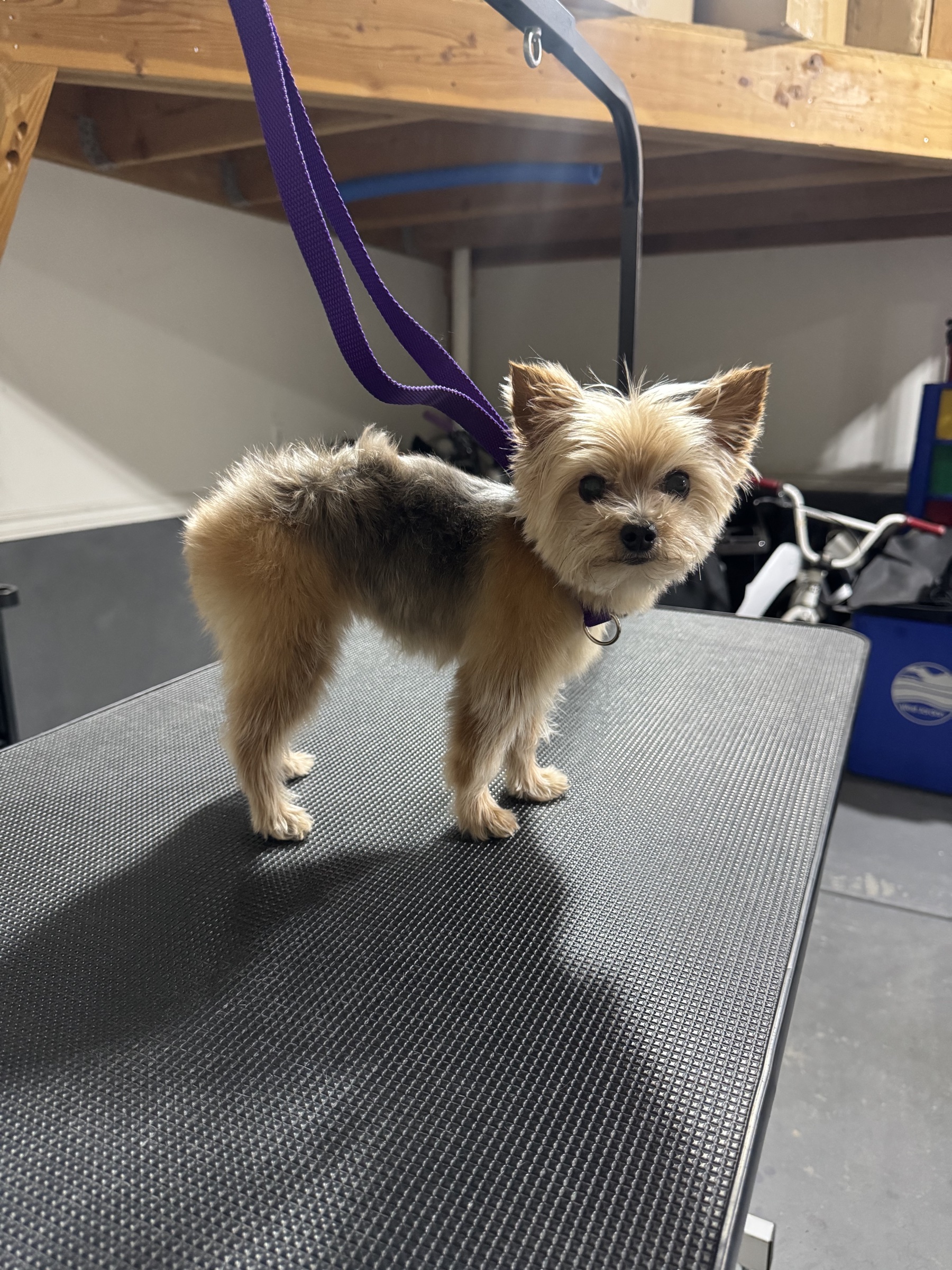 Leia before grooming