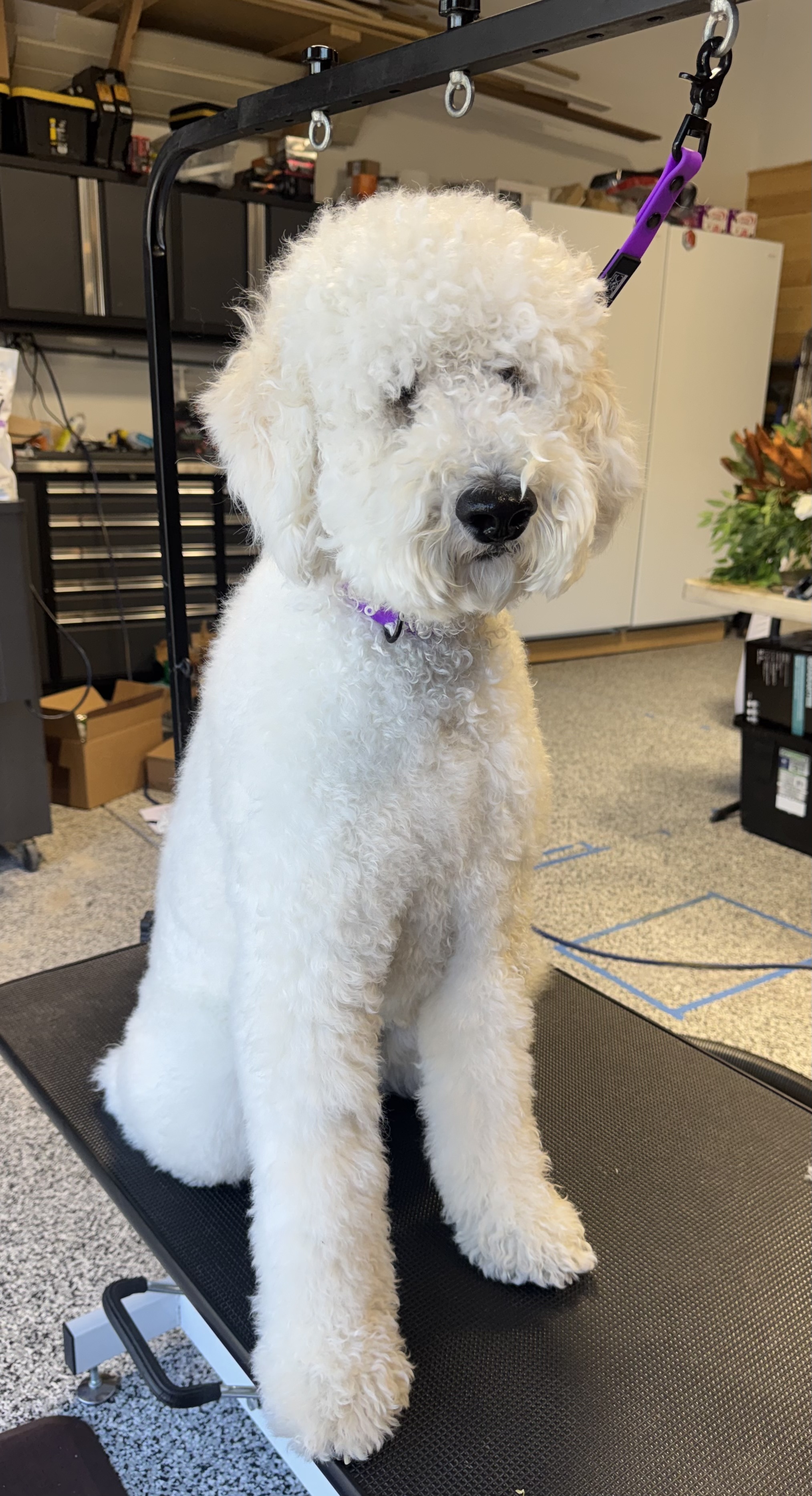 Toby before grooming