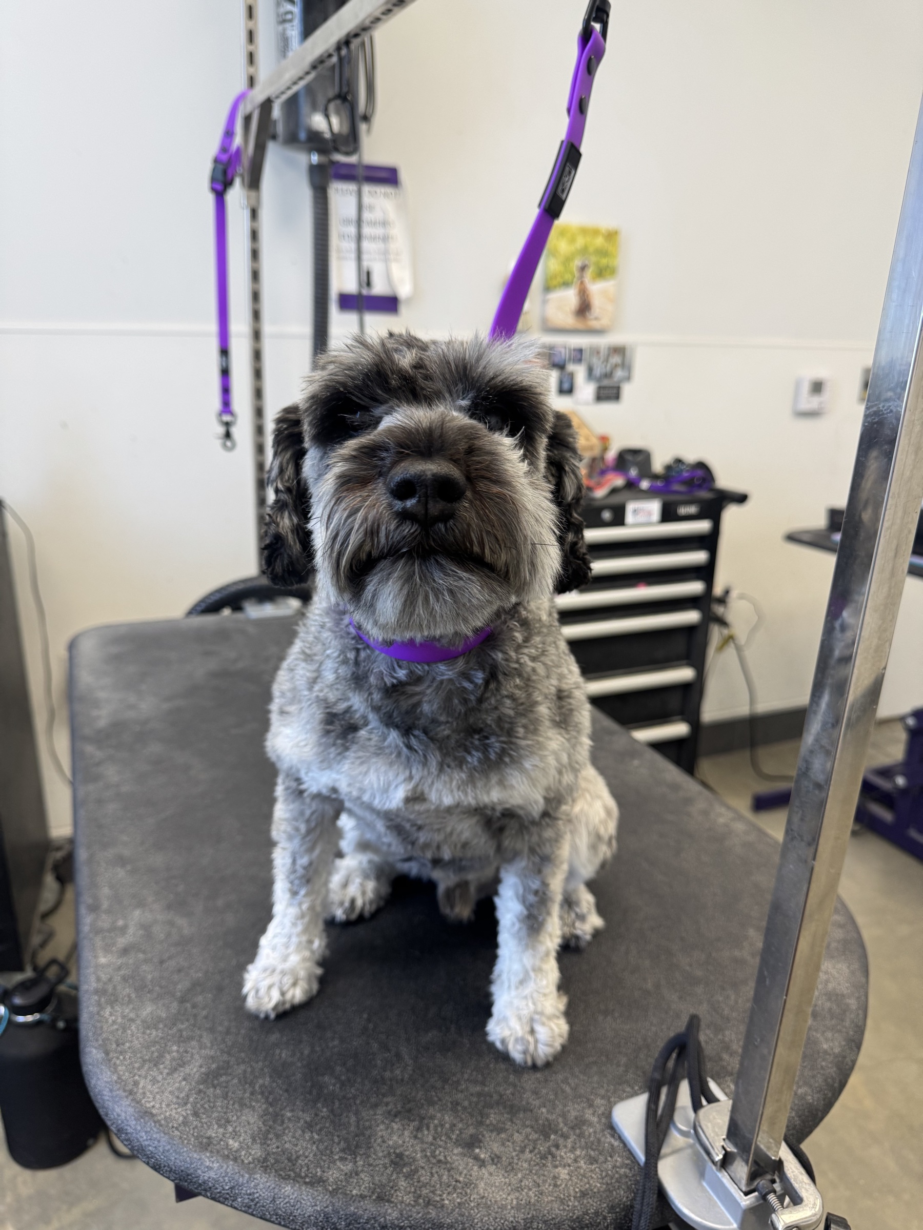 Scooter before grooming