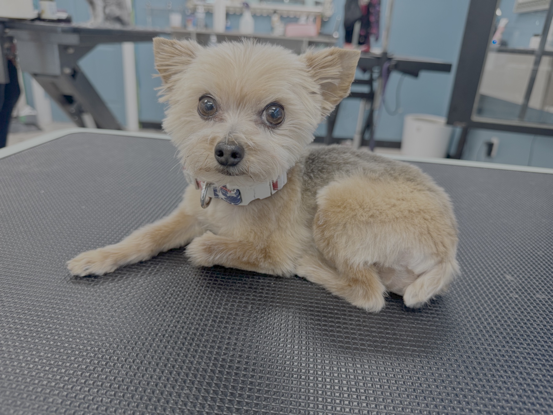 Happy dog after a fresh groom at Wags N Whiskers