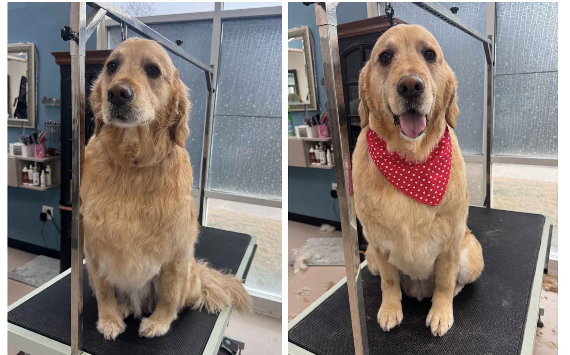 Dog being groomed at the salon inside PetSuites Herriman