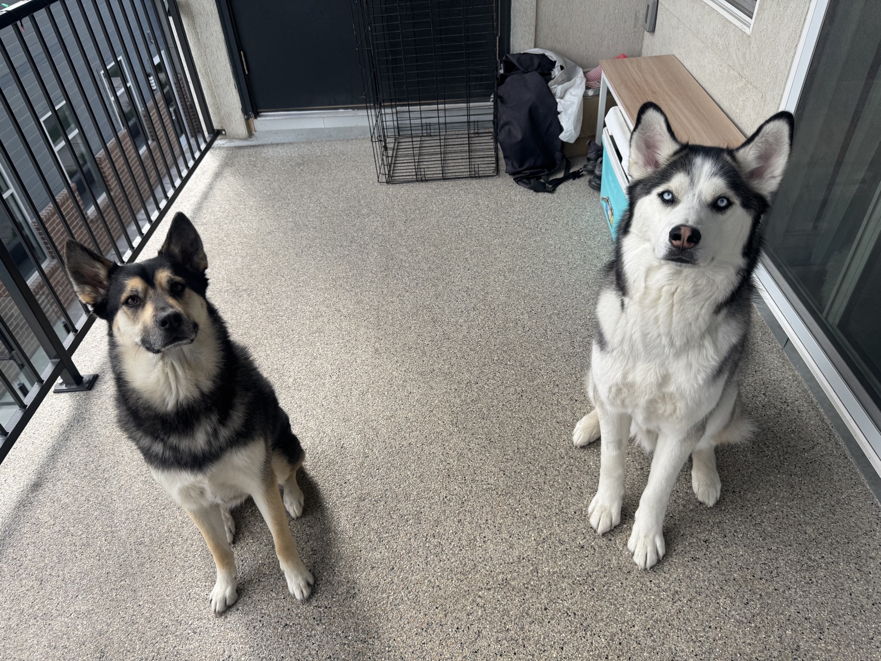 Morganne providing in-home pet sitting care
